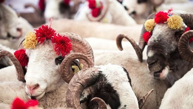 Aydın ve ilçelerinde kurbanlık fiyatları belli oldu