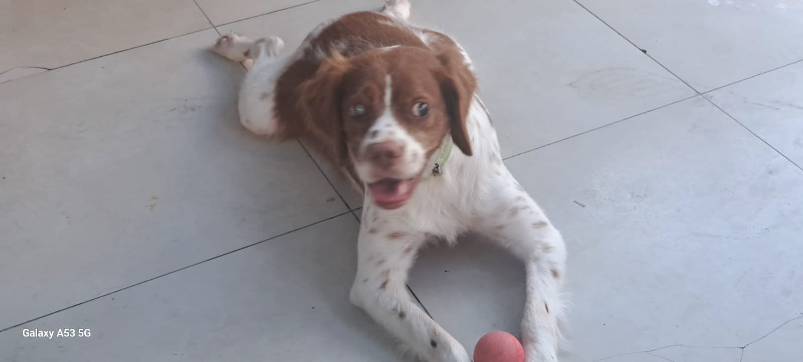 Kör Köpek Mikey, İngiltere'de Yeni Bir Hayata Başlıyor