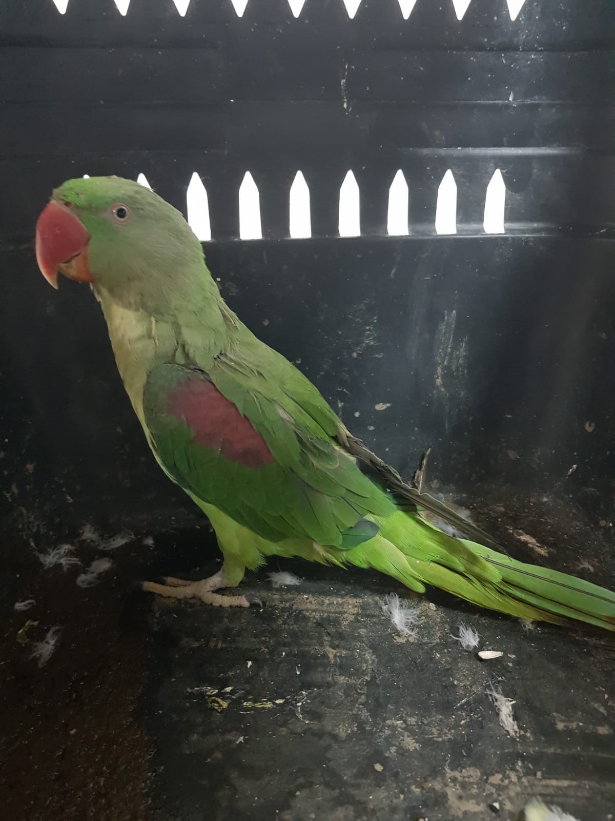 Aydın'da niyetçi olarak kullanılan tavşan ve papağan kurtarıldı