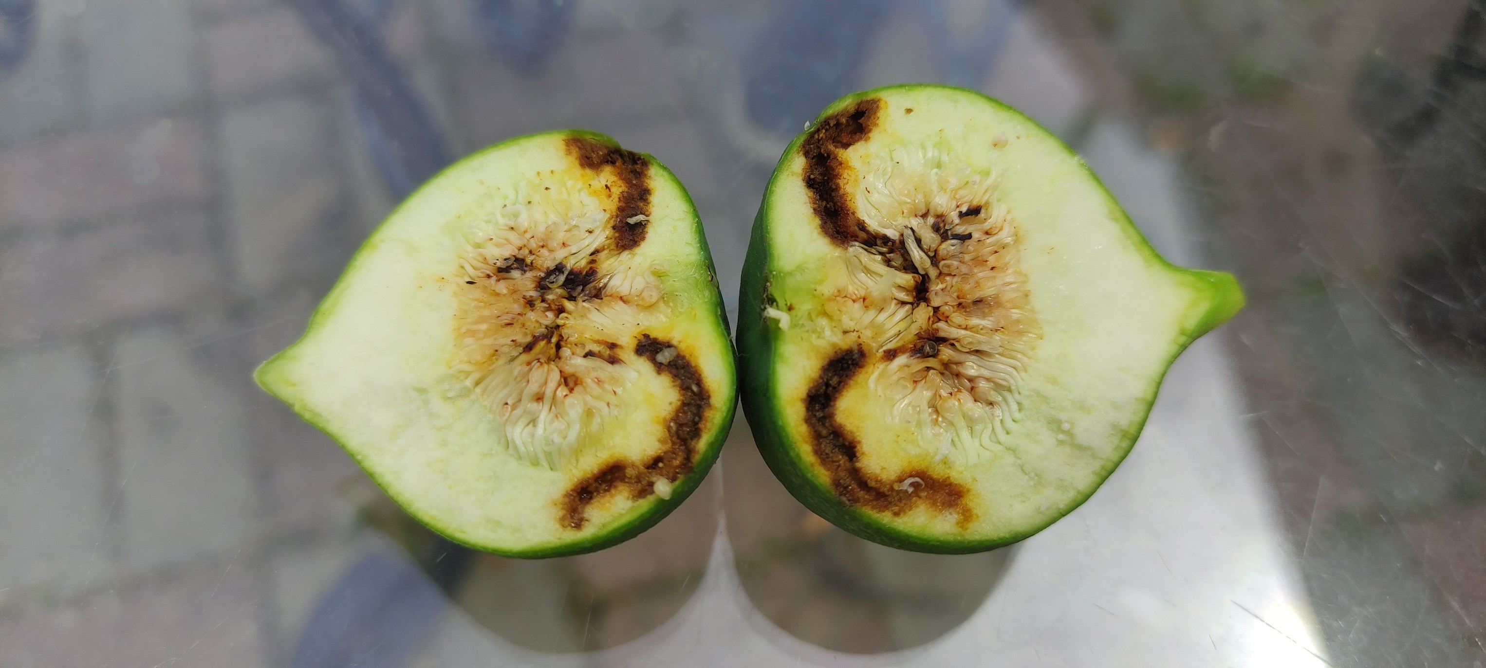 İncir üreticileri 'siyah sineğe' karşı uyarıldı