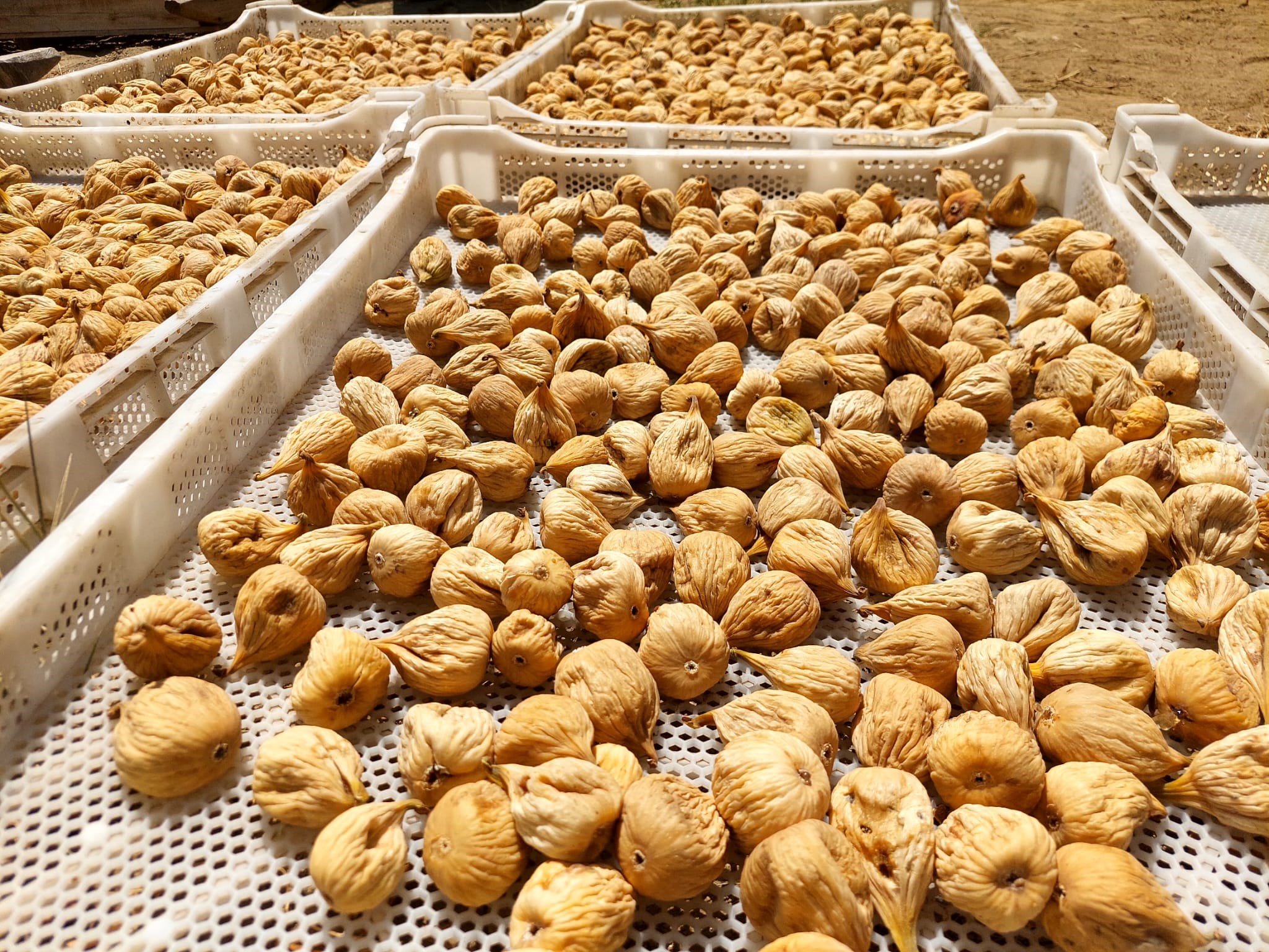 Kuru incir üretiminde aflatoksinle mücadele için üreticilere 19 bin kerevet dağıtıldı