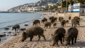 Kuşadası’nda Sahile İnen Domuz Sürüsü Gündem Oldu: Vatandaştan Domuzlara “Taş, Sopa Atan Olacak” Öğüdü!